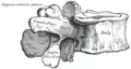 A lumbar vertebra seen from the side