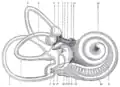Right human membranous labyrinth, removed from its bony enclosure and viewed from the antero-lateral aspect