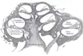 Cross-section of the cochlea.