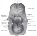The entrance to the larynx, viewed from behind.