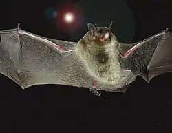 The gray bat was moved from endangered to near-threatened due to successful conservation efforts. It has now been moved to vulnerable.[3]