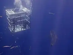 A shark cage with divers and a white shark approaching