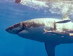Shark with scars around mouth