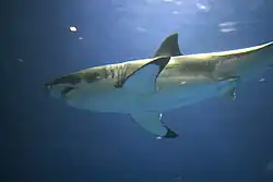 Photo of shark in aquarium