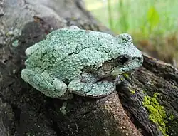 Gray tree frog, Hyla versicolor