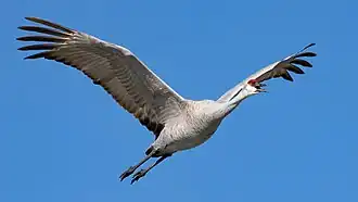 Sandhill crane in flight at the Llano Seco Unit of the Sacramento National Wildlife Refuge Complex, California, U.S.