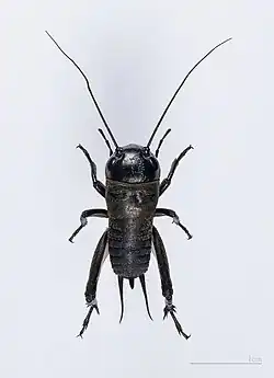 Juvenile female Gryllus campestris