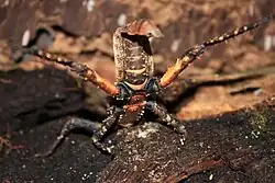 Threat pose of the phasmid Haaniella dehaanii