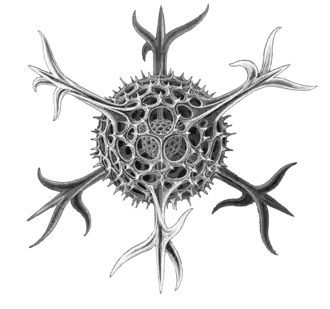 The elaborate silica shells of microscopic marine radiolarians can eventually produce opal.