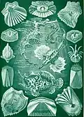 Teleostei by Ernst Haeckel, 1904. Four species, surrounded by scales
