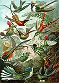 A color plate illustration from Ernst Haeckel's Kunstformen der Natur (1899), showing a variety of hummingbirds
