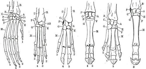 Comparison of the phalanges of an orangutan, dog, pig, cow, tapir and horse