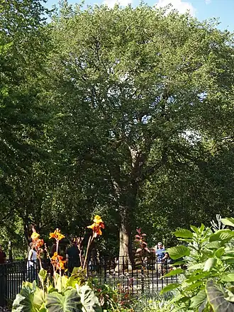 Hare Krishna Tree, where Swami and his follows held kirtan, located at Tompkins Square Park, NY