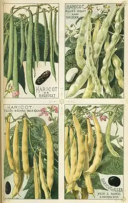 Bean cultivars illustrated in 1891 catalog