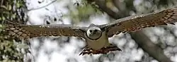 Harpy eagle in flight