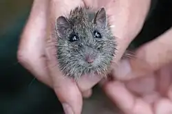 A small rodent sitting on a human hand facing forwards
