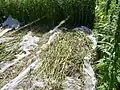 Hemp being harvested