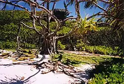 Henderson Island in the Pitcairn Islands