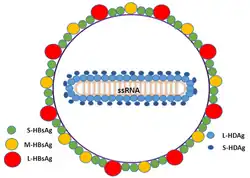 Diagram of the virion of hepatitis D virus