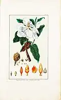 Illustration of plant