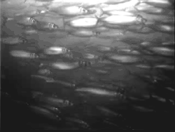 A swarm of migrating herrings