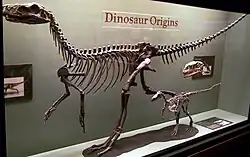 Full skeleton of an early carnivorous dinosaur, displayed in a glass case in a museum