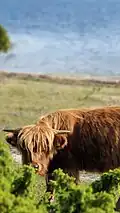 Highland Cattle originates from the Scottish Highlands.