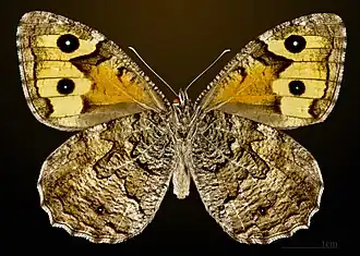 Female underside