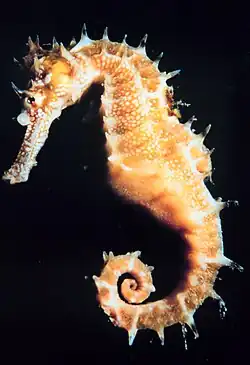 The slowest-moving fishes are the sea horses, often found in reefs. The slowest of these, the dwarf seahorse, attains about five feet per hour.[12]