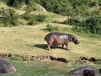 A hippopotamus standing on the grassy shore of a lake, with bushes in the background.