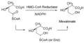 HMG CoA reductase reaction