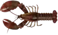 Clawed lobster