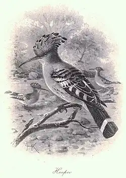 Hoopoe art c. 1900