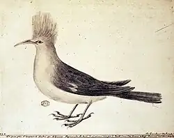 Drawing of grey-and-white bird with tufted head and curved beak