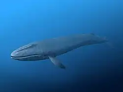 Horopeta umarere