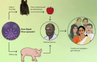 How the Nipah virus spreads[12]