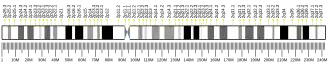 Chromosome 2 (human)