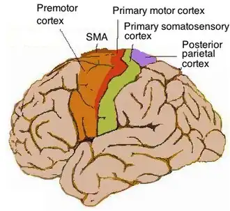 Stylized schematic highlighting the human motor cortex territory on the lateral hemisphere