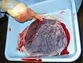 Human placenta immediately post birth.