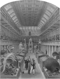 Illustration of the Hunterian Museum featuring a mounted skeleton of Glyptodon.