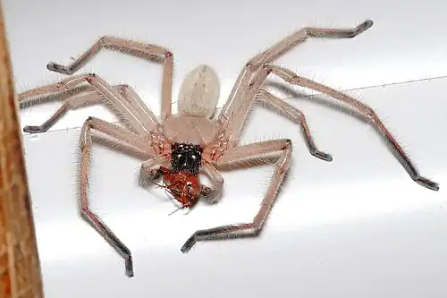 A huntsman spider consuming a small beetle