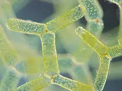 Hydrodictyon