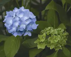 Healthy (left) and infected (right) Hydrangea flower. Phytoplasma has caused the flower to develop leaves in place of petals.[48]