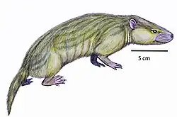 Hyopsodus sp.