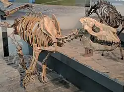 Hyracodon, a perissodactyl
