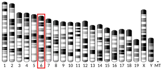 Chromosome 6 (mouse)