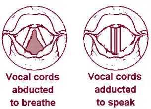 Spread and phonating vocal folds
