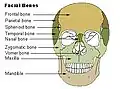 Facial bones.