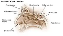 Sagittal section of nasal cavity (nose).