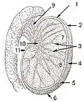 Testis cross section